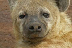 Hyena at N'gorongoro crater