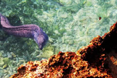 Dar es Salaam Marine Park