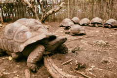 An Aldabra giant tortoise looks out from its shell on Prison Island off Zanzibar, Tanzania.