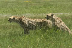 Cheetah at N'gorogoro crater