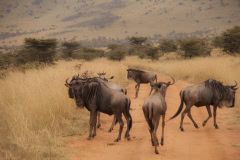 Serengeti Great Migration Safari Tanzania Africa