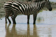 Zebras at Ruaha National Park