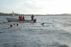 Dolphin Swimming Zanzibar