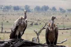 Serengeti Great Migration Safari Tanzania Africa