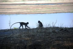 Green Vervet Monkeys at Ruaha