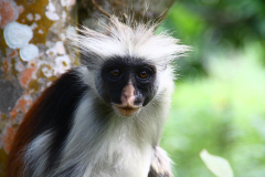 Josefani Forest Monkeys