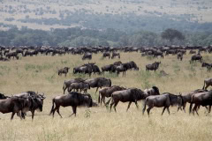 Serengeti great migration safari in Tanzania, Africa. Suuri massavaellus Serengetissä, unohtumattomat seikkailu safarit.