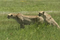 Cheetah at N'gorogoro crater