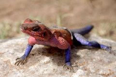 Serengeti great migration safari in Tanzania, Africa. Suuri massavaellus Serengetissä, unohtumattomat seikkailu safarit.