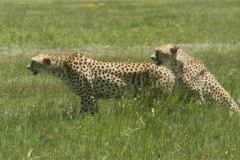 Cheetah at N\'gorogoro crater