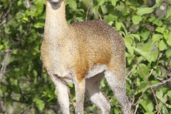 Safari Programs Tanzania