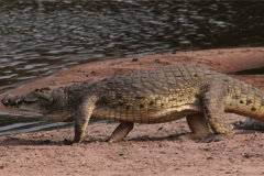 Safari Programs Tanzania