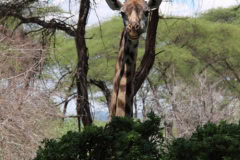 Giraffe at Ruaha National Park