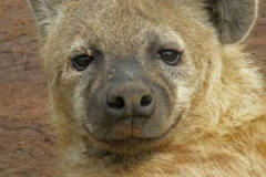 Hyena at N'gorongoro crater