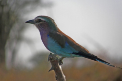 Lilac Brested Roller at Ruaha National Park