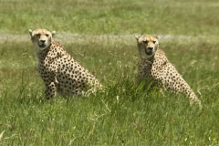 Cheetah at N'gorongoro crater