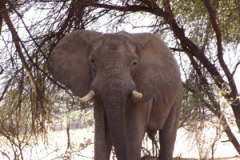 Elephant at Ruaha National Park