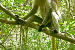 Josefani Forest Monkeys