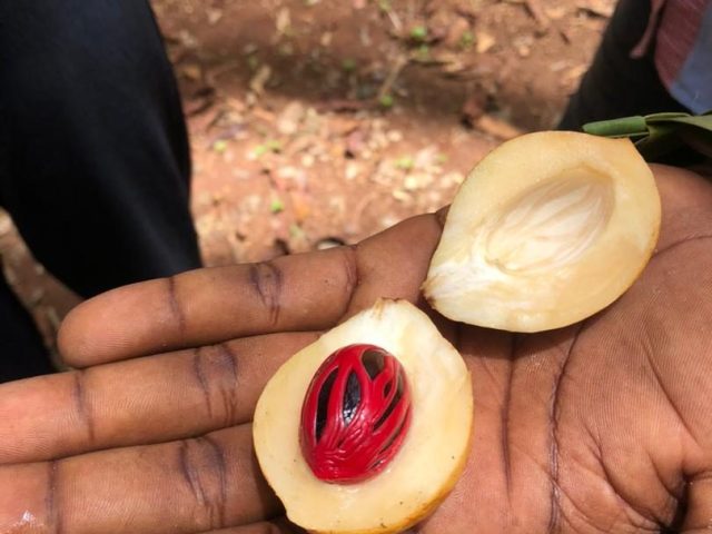 Spice Tour is a popular day trip in Zanzibar