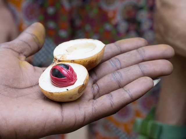 Spice Tour in Zanzibar – What a learning experience!