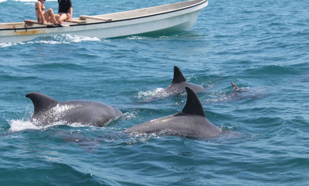 dolphins-3 - Volunteer-intern in Tanzania