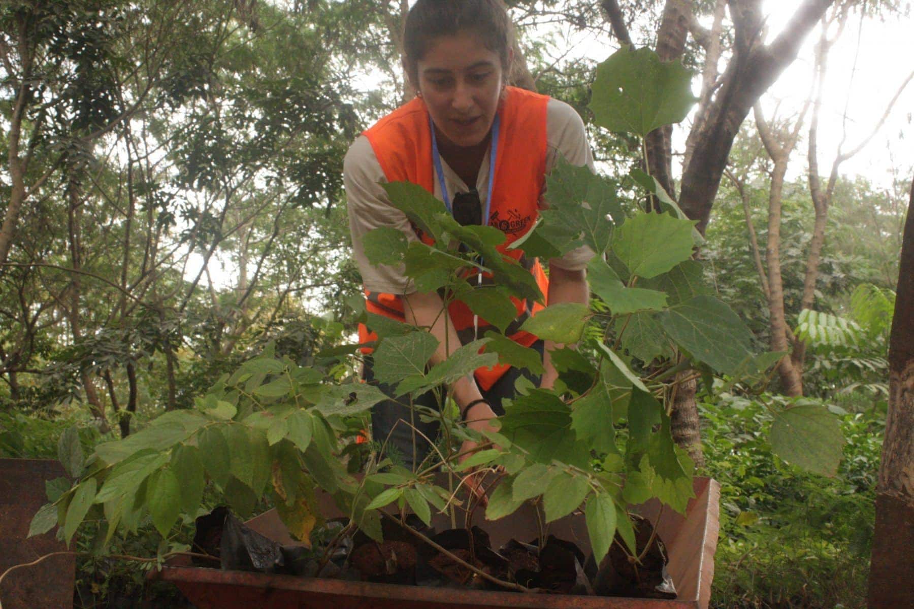 What are lightnings and Thunderstorms