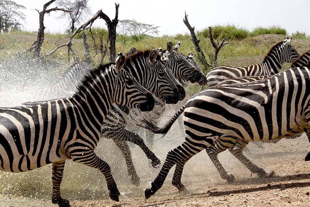 N’gorongoro crater and conservation area – treasures of Tanzania