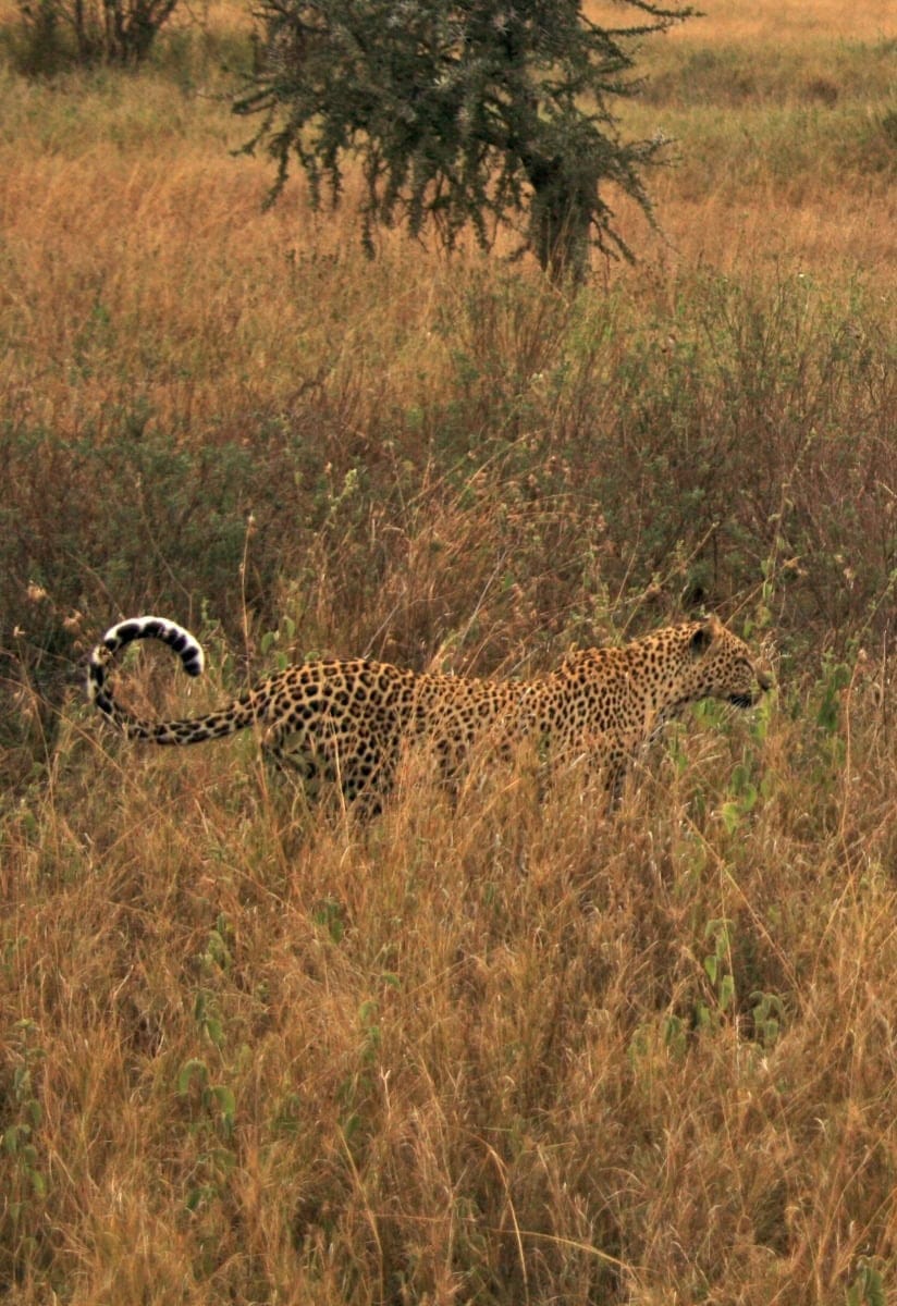 Ruaha The most beautiful national park in Tanzania