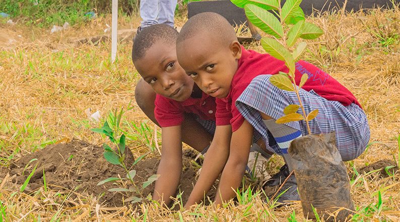 tree planting 1 - Volunteer-intern in Tanzania