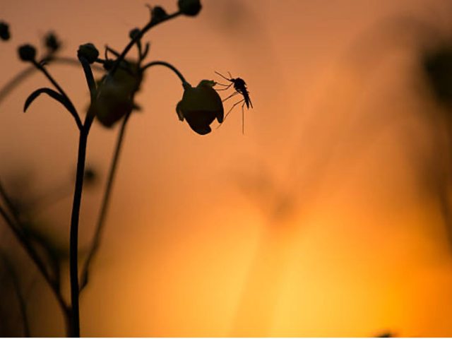 The Buzz and the Balm: African Herbs in the Fight Against Mosquitoes